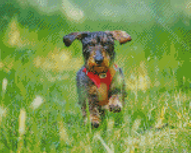 Wire Haired Dachshund Running Diamond Painting