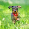 Wire Haired Dachshund Running Diamond Painting