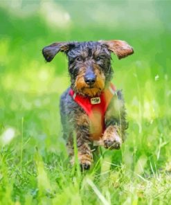 Wire Haired Dachshund Running Diamond Painting