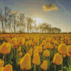 Yellow Tulips In Field Diamond Painting