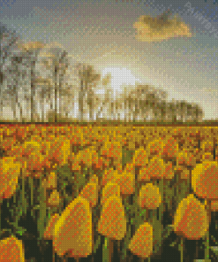 Yellow Tulips In Field Diamond Painting