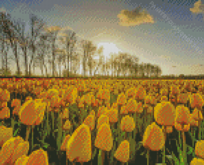 Yellow Tulips In Field Diamond Painting