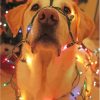 Yellow Lab With Colorful Christmas Lights Diamond Painting