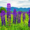 Aesthetic Lupines Field Nature Diamond Painting