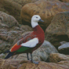 Aesthetic Paradise Shelduck Diamond Painting