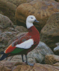 Aesthetic Paradise Shelduck Diamond Painting