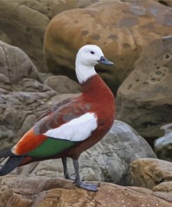 Aesthetic Paradise Shelduck Diamond Painting