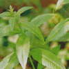 Aloysia Leaves Diamond Painting