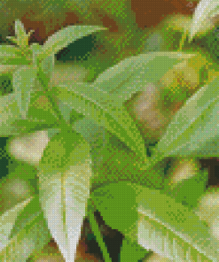 Aloysia Leaves Diamond Painting