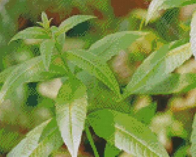 Aloysia Leaves Diamond Painting