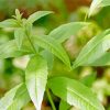 Aloysia Leaves Diamond Painting