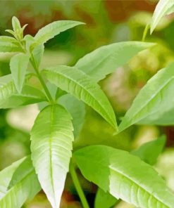 Aloysia Leaves Diamond Painting