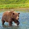 Bear Walking In Water Diamond Painting