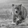 Black And White Bear Wildlife Diamond Painting