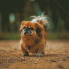 Brown Pekingese Dog Diamond Painting