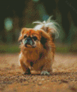 Brown Pekingese Dog Diamond Painting