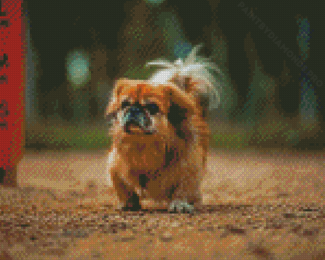 Brown Pekingese Dog Diamond Painting