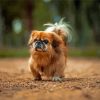 Brown Pekingese Dog Diamond Painting