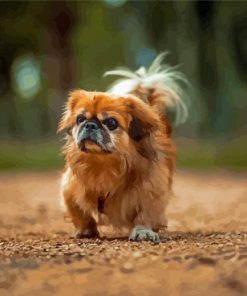 Brown Pekingese Dog Diamond Painting