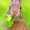 Bunny Eating Grass Diamond Painting