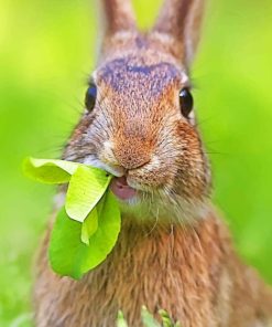 Bunny Eating Grass Diamond Painting