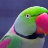 Close Up Alexandrine Parakeet Diamond Painting