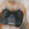 Close Up Pekingese Face Diamond Painting