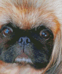 Close Up Pekingese Face Diamond Painting