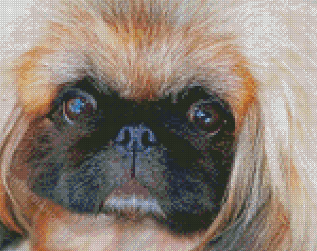 Close Up Pekingese Face Diamond Painting