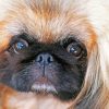 Close Up Pekingese Face Diamond Painting