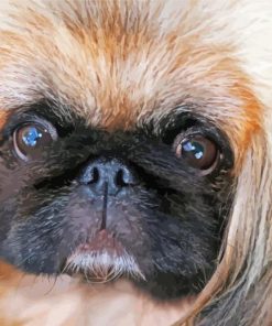 Close Up Pekingese Face Diamond Painting