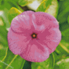 Close Up Pink Periwinkle Flower Diamond Painting