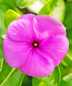 Close Up Pink Periwinkle Flower Diamond Painting