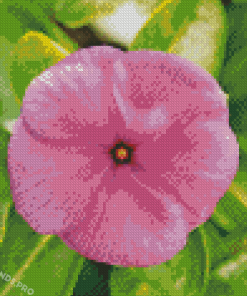 Close Up Pink Periwinkle Flower Diamond Painting