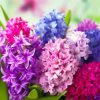 Colorful Hyacinth Flowers Diamond Painting