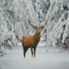 Deer In The Snow Diamond Painting