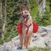 Dog Hiking Diamond Painting