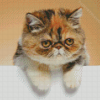 Exotic Shorthair Cat Diamond Painting