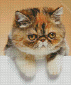 Exotic Shorthair Cat Diamond Painting