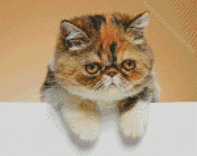 Exotic Shorthair Cat Diamond Painting