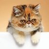 Exotic Shorthair Cat Diamond Painting