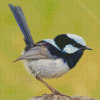 Fairy Wren Bird Diamond Painting