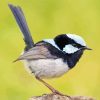 Fairy Wren Bird Diamond Painting