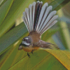 Fantail Diamond Painting