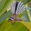 Fantail Diamond Painting