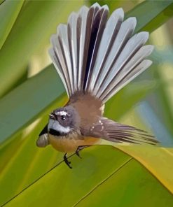 Fantail Diamond Painting