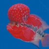 Flowerhorn Fish Diamond Painting