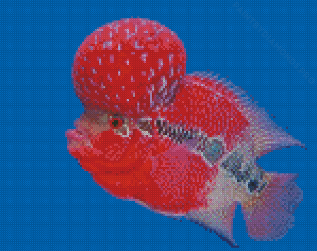 Flowerhorn Fish Diamond Painting