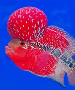 Flowerhorn Fish Diamond Painting