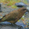 Kea Diamond Painting